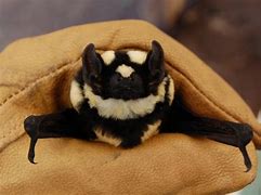 Image result for Large-Eared Pied Bat
