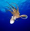 Image result for Hawaiian Octopus