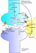 Image result for Neurotransmitters Gaba Glutamate