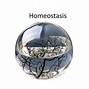 Image result for homeoxtasis
