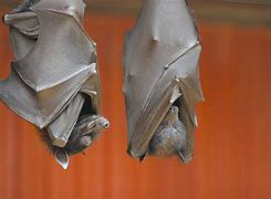 Image result for Largest Flying Fox