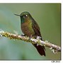 Image result for Metallura Trochilidae