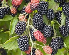 Image result for BlackBerry Plant Images