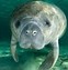 Image result for Manatee