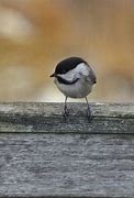 Image result for Chickadee Back