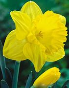 Image result for Narcissus Arkle