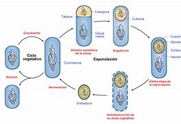 Image result for esporular