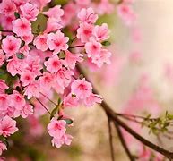 Image result for Spring Flowers Continous Background