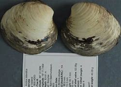 Image result for 500 Year Old Clam