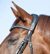 Image result for Snaffle Bridle