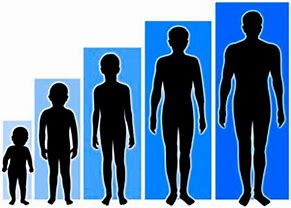 Image result for Human Body Growth Stages