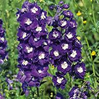 Image result for Delphinium King Arthur (Pacific-Giant-Group)