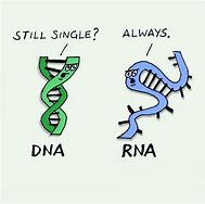 Image result for RNA vs DNA Meme