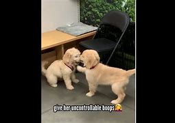 Image result for Puppy Crush