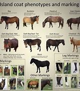 Image result for All Horse Breeds