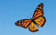 Image result for Butterfly Lock Screen Wallpaper Free