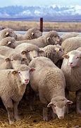 Image result for Sheep Rustling