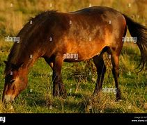 Image result for Primitive Horse Breeds