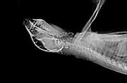 Image result for Sloth X-ray