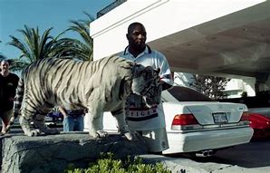 Image result for mike tyson tiger pet