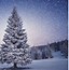 Image result for Christmas Tree Backgrounds