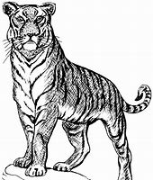Image result for How to Draw a Tiger Girl