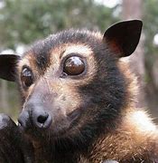 Image result for Spectacled Flying Foxes