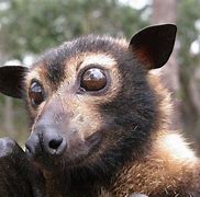 Image result for Flying Fox Face