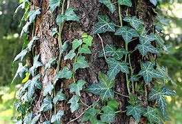 Image result for Wild Vines That Kill Trees
