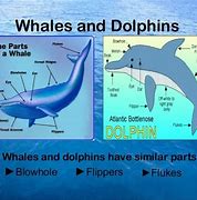 Image result for What Is the Difference Between a Wing and a Flipper