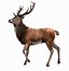Image result for Deer Transparent Clip Art