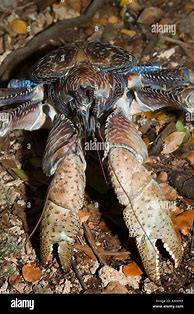Image result for Biggest Crab On Earth