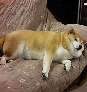 Image result for Fat Shiba Inu Meme