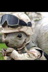 Image result for Squirrel Marine Meme