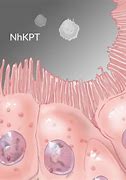 Image result for Renal Tubule Cells