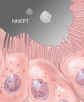 Image result for Kidney Cells
