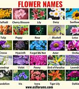 Image result for Flowers Images with 100 Names