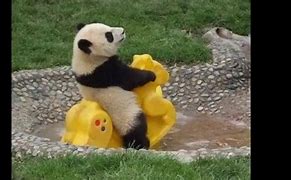 Image result for Funny Animal Moments
