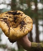 Image result for Largest Modern Mushroom