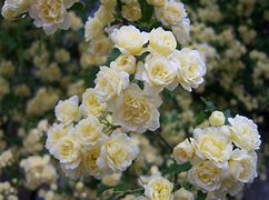 Image result for Rosa banksiae Lutea