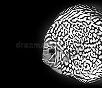 Image result for Weird Aquarium Fish