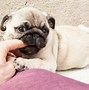 Image result for Pug Tail