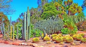 Image result for Desert Flora
