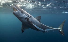 Image result for Great White Panoramic Wallpaper