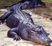 Image result for Crocodile Pictures Free