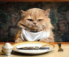 Image result for Hungry Cat Funny
