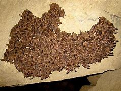 Image result for Griffith Park Bat Cave