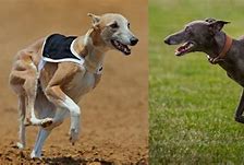 Image result for Whippet vs Italian Greyhound
