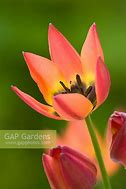 Image result for Tulipa Little Princess