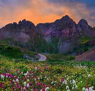 Image result for Colorado Mountain Wildflowers